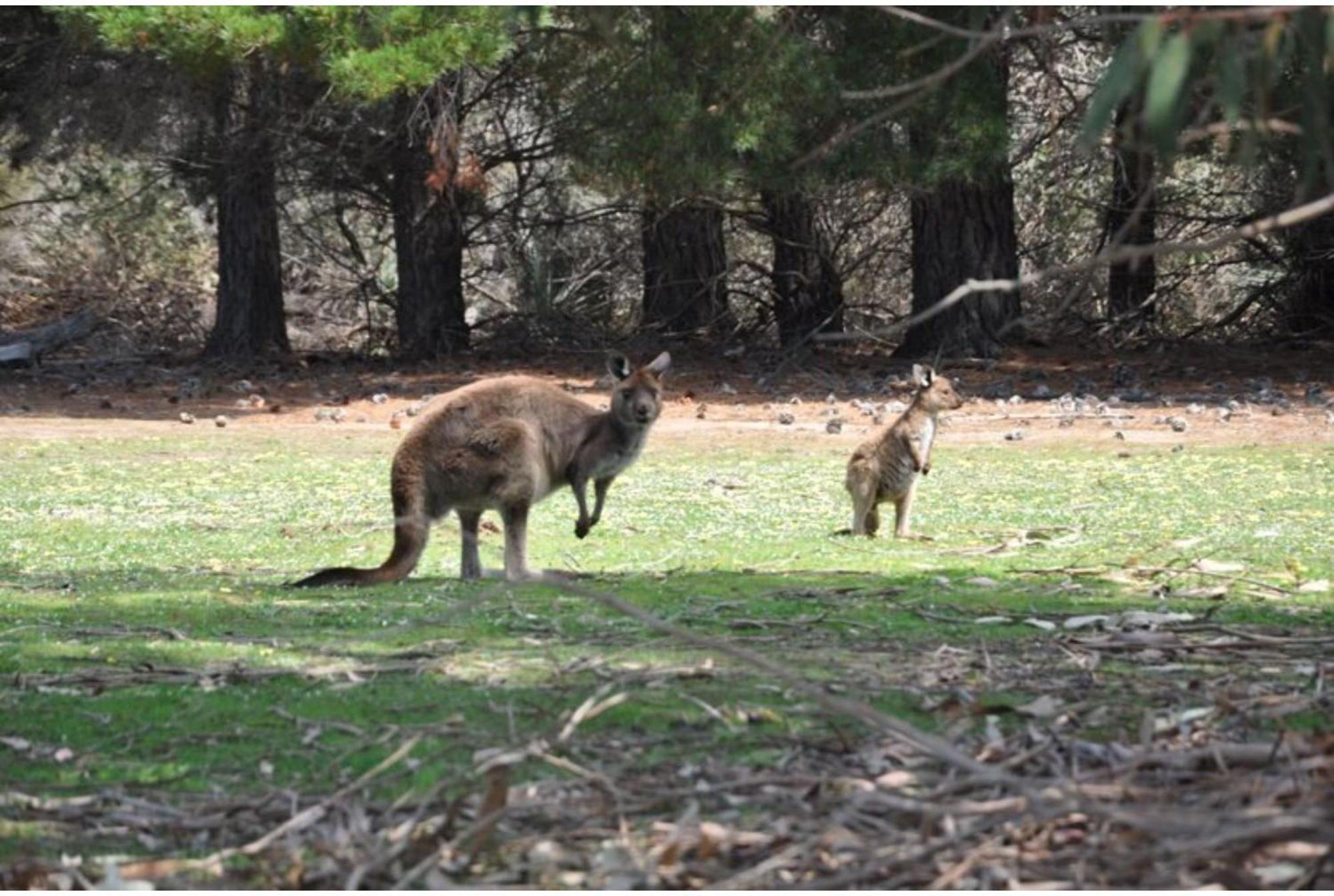 Discovery Parks - Kangaroo Island Flinders Chase Exterior foto